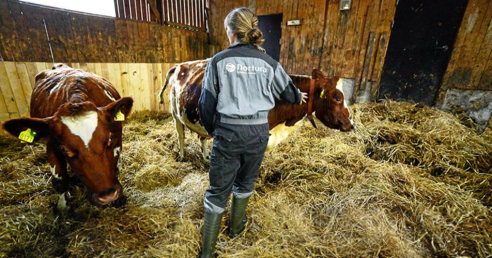 Vi trenger flere bønder, hvis vi skal få gjort det vi mener er samfunnsoppdraget vårt, skriver Kjersti Hoff. Her i arbeid på garden i Løten. Foto: Siri Juell Rasmussen