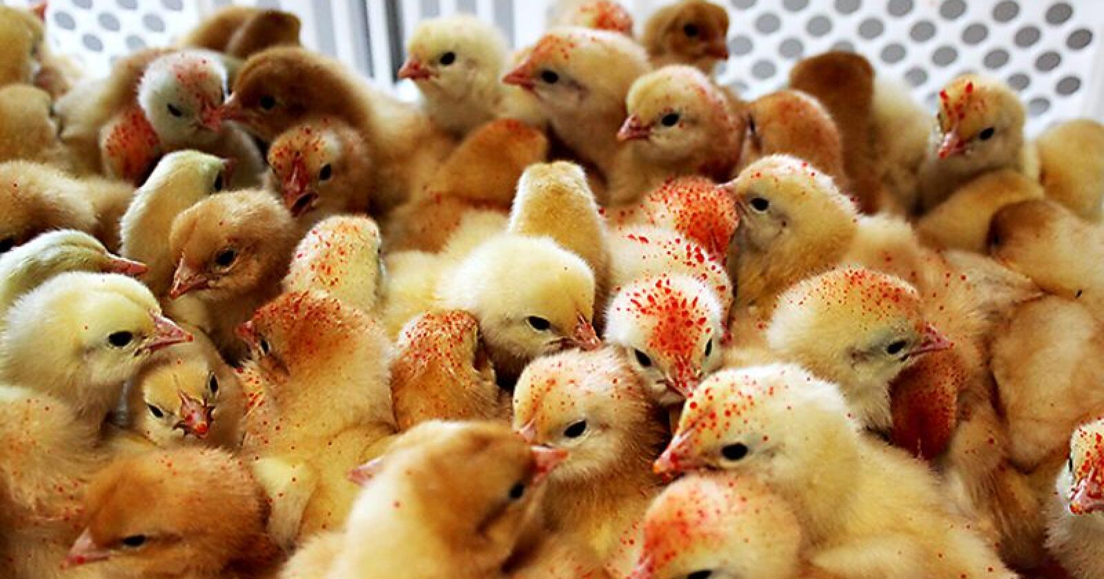 Sammenliknet med andre europeiske land har norskprodusert kylling aller lavest forekomst av resistens, viser en ny rapport.   Foto: Camilla Mellemstrand