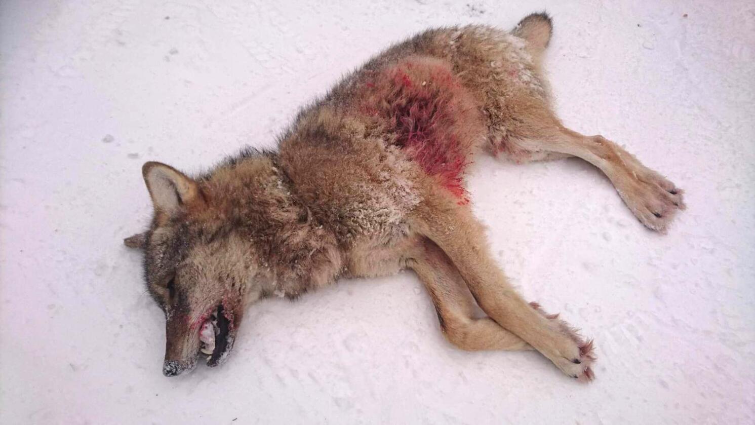 En årsgammel ulvetispe fra Julussa-reviret ble fredag felt av jegere fra Statens naturoppsyn. Foto: Miljødirektoratet / NTB scanpix