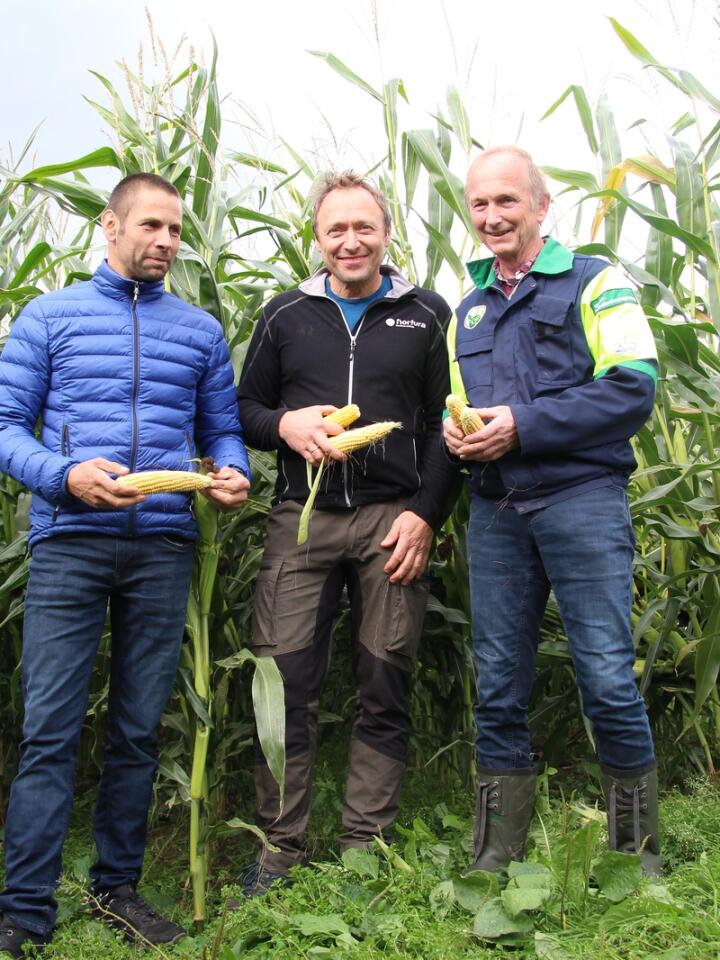 FORNØYDE: Magnus Haugland (f.v.), Johannes Silde og Lars Kjetil Flesland er alle enige om at de neppe kunne hatt bedre forhold for å teste ut maisdyrking, enn de har hatt i år. 