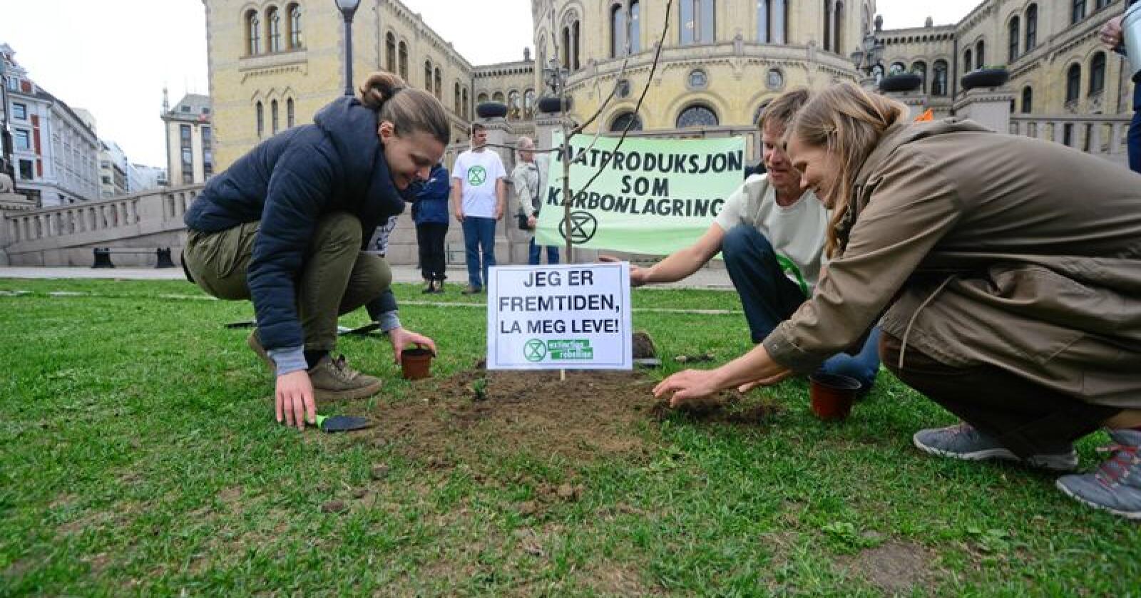 Treet ble plantet uten tilatelse, men demonstrantene ble ikke stanset under plantingen. Foto: Siri Juell Rasmussen