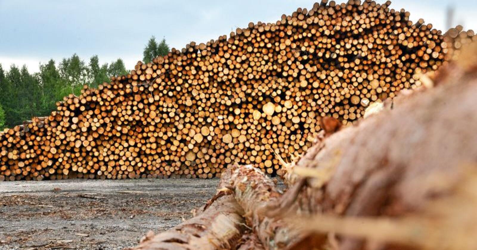 Konkurransen om tømmeret er sterkt økende, skriver innsenderne. Foto: Siri Juell Rasmussen