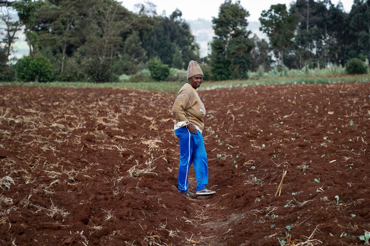 Gårdbruker Monicah Wanjiku på et av jordene hennes i Kiambu utenfor Kenyas hovedstad Nairobi. Ukraina-krigen har presset opp prisene på kunstgjødsel i Kenya og en lang rekke andre land. Foto: Brian Inganga / AP / NTB