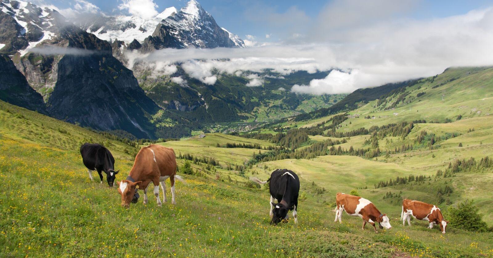 Økende isolasjon: Fremtiden vil vise om Sveits kan holde på sin selvstendighet i økende isolasjon rundt sine nærmeste handelspartnere, skriver innsenderen. Foto: Mostphotos