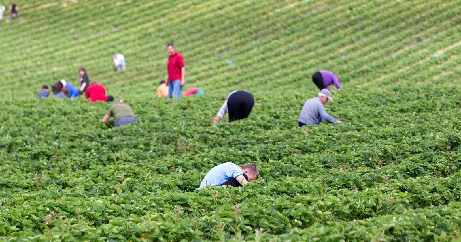 Britiske jobbsøkere klager på dårlige arbeidsforhold innenfor grøntnæringa. Bildet er fra Egge Gård i Lier, hvor det var polske jordbærplukere. Foto: Gorm Kallestad / Scanpix