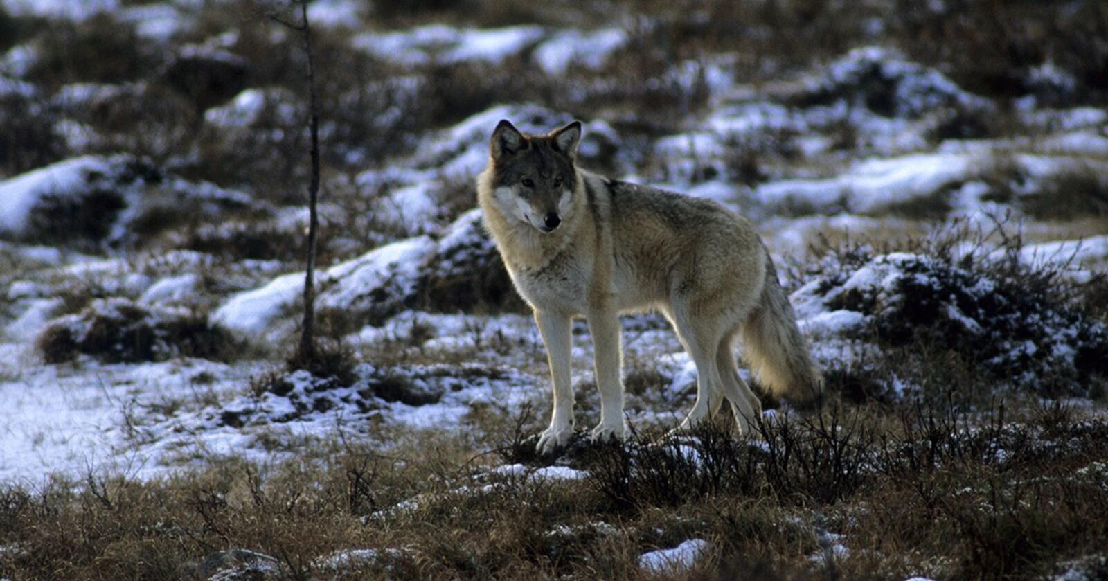 – Overvåkingen i Finland viser at ulvebestanden i landet er i vekst. Fordelingen av ulv i landet er også endret, forklarer Øystein Flagstad, seniorforsker i Rovdata. Foto: Arne Nævra / Rovdata)