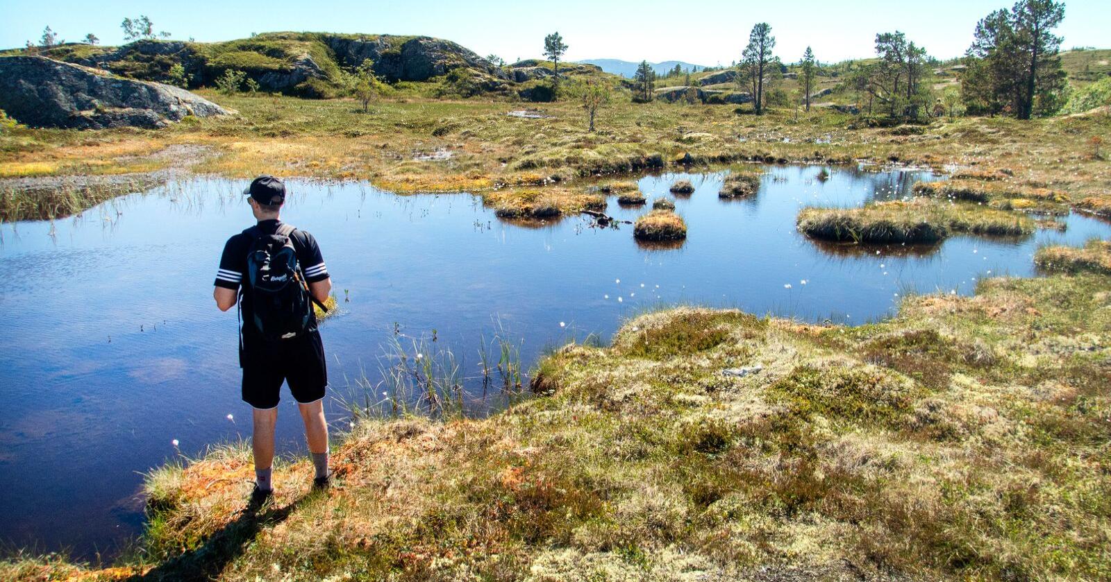 Myr- og våtmarksområder er blant naturtypene regjeringen ønsker å verne mer av. Foto: Gorm Kallestad / NTB