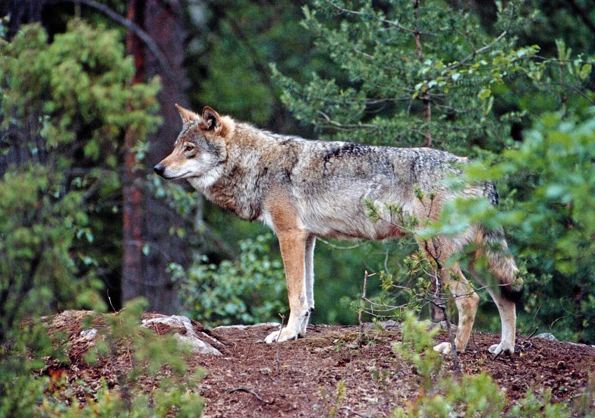 I Tyskland er det ikke tillatt å skadefelle ulver. Det skaper problemer for bønder etter at ulvene nå har spredd seg utover flere deler av landet. Illustrasjonsfoto: Gorm Kallestad / NTB Scanpix