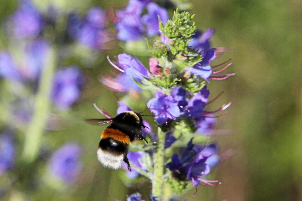 Pollinering: I Norge har vi 35 ulike humlearter som pleier landskapet og bidrar til å vedlikeholde det biologiske mangfoldet. Foto: NINA