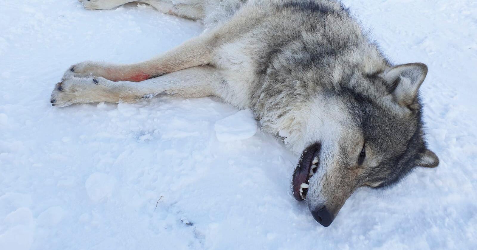 Den gentisk viktige ulven er to ganger blitt flyttet. Foto: Statens naturoppsyn/Miljødirektoratet / NTB