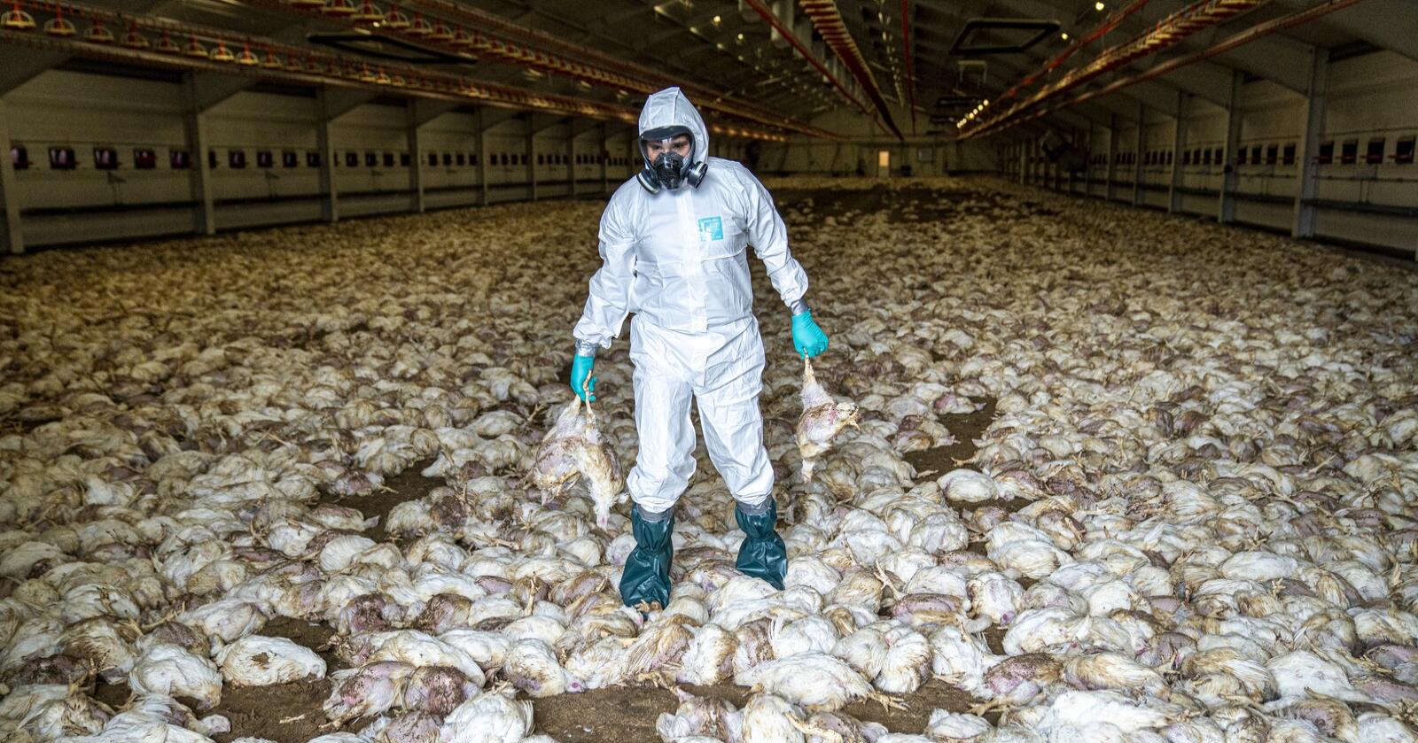 11. november dukket fugleinfluensa opp for første gang i et kommersielt fjærehold i Norge. Strenge tiltak er satt i verk i området rundt. Foto: Jarle Aasland/Stavanger Aftenblad