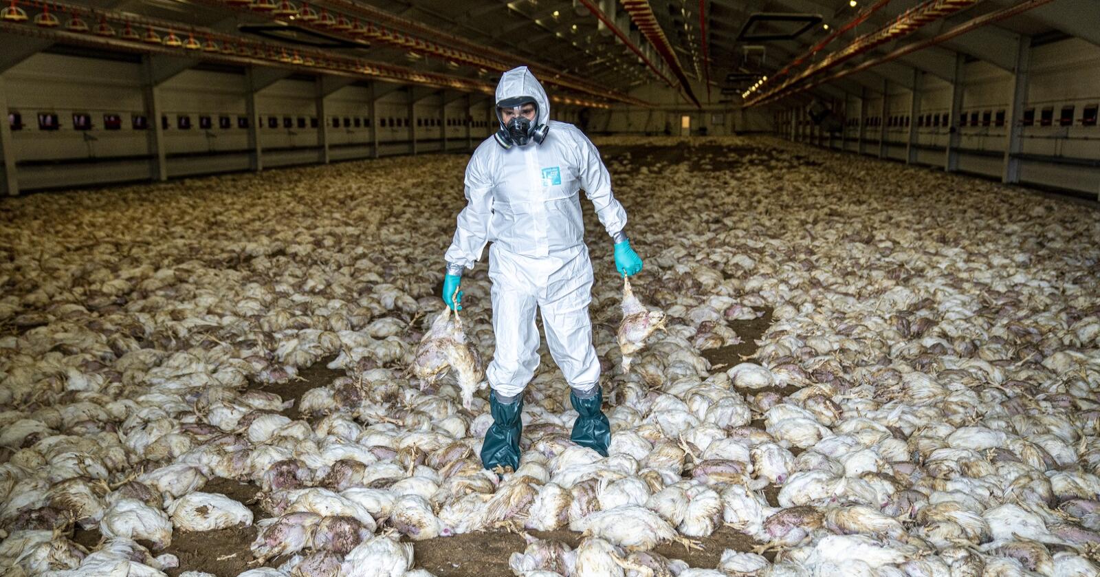 Nylig ble fugleinfluensa for første gang påvist i en kommersiell fjørfebesetning i Norge, og Ove Byberg ble pålagt å gasse og destruere besetningen på 35.000 kyllinger. Foto: Jarle Aasland/Stavanger Aftenblad.