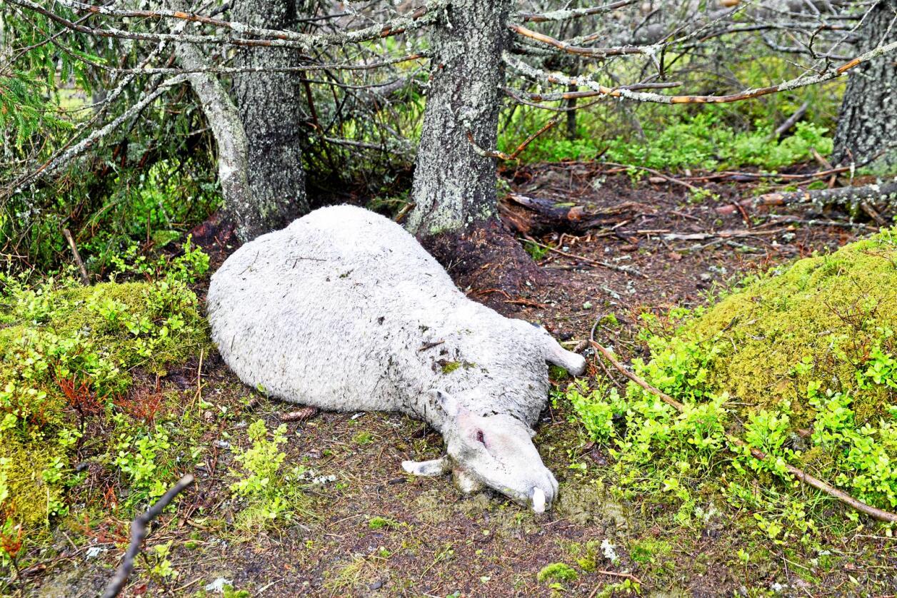 En ulv herjet på Hadeland og Toten i sommer, og flere hundre sauer ble drept. Foto: Mariann Tvete