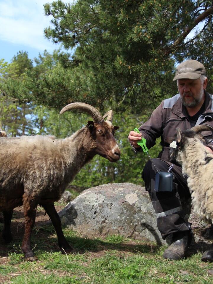 TIDLIG UTE: Preben Fossaas er saue­bonde fra Våle i Tønsberg. Han er beite­koordinator for Færder Nasjonalpark og tok i fjor i bruk det virtuelle gjerdesystemet Nofence på sauene sine.