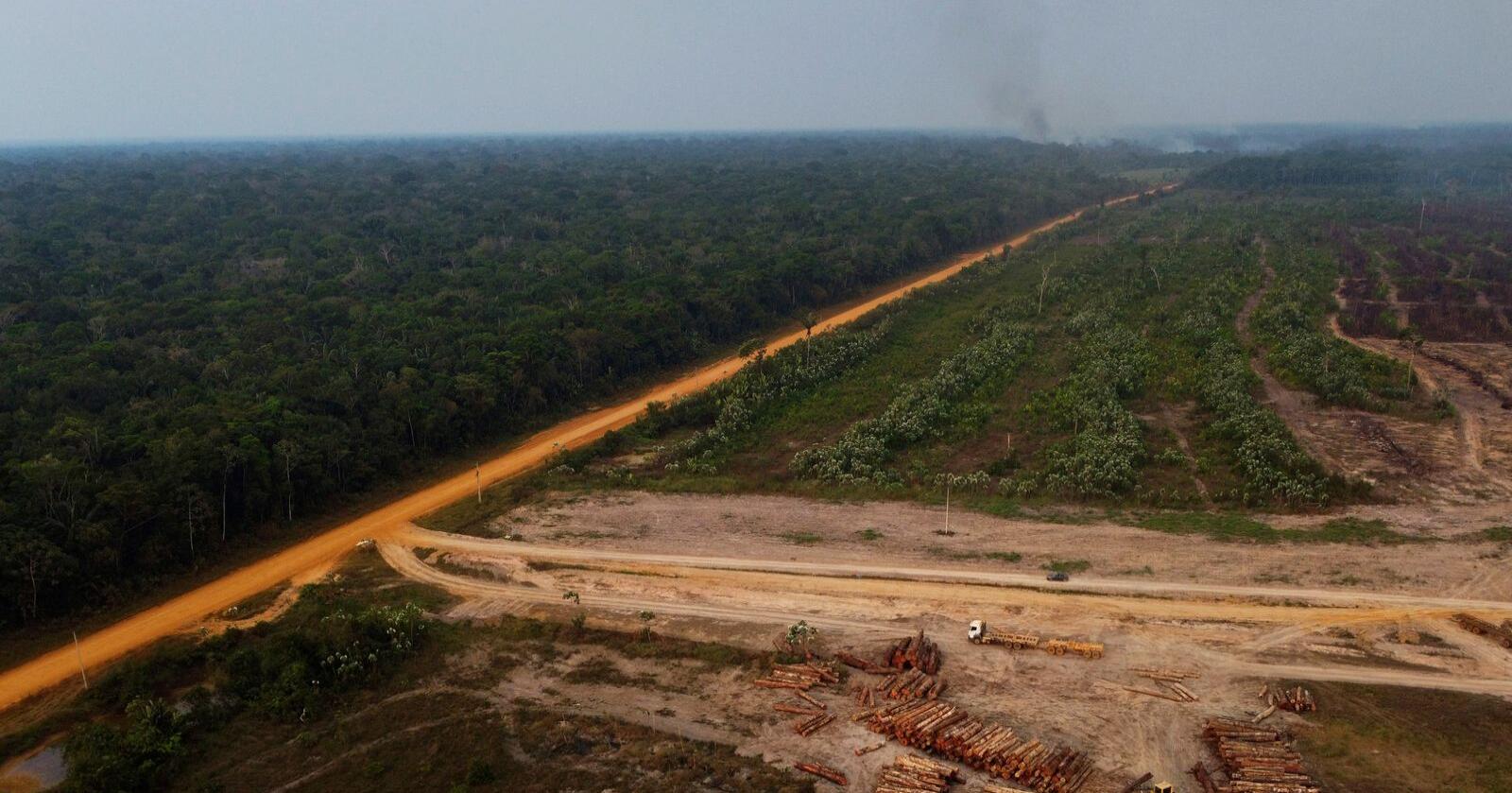 Det pågår en bitter kamp mellom de som ønsker å bevare regnskogen og de som vil utvinne blant annet tømmer. Brasils nye president Luiz Inácio Lula da Silva har lovet større beskyttelse av regnskogen og stanse avskogingen. Foto: AP / NTB
