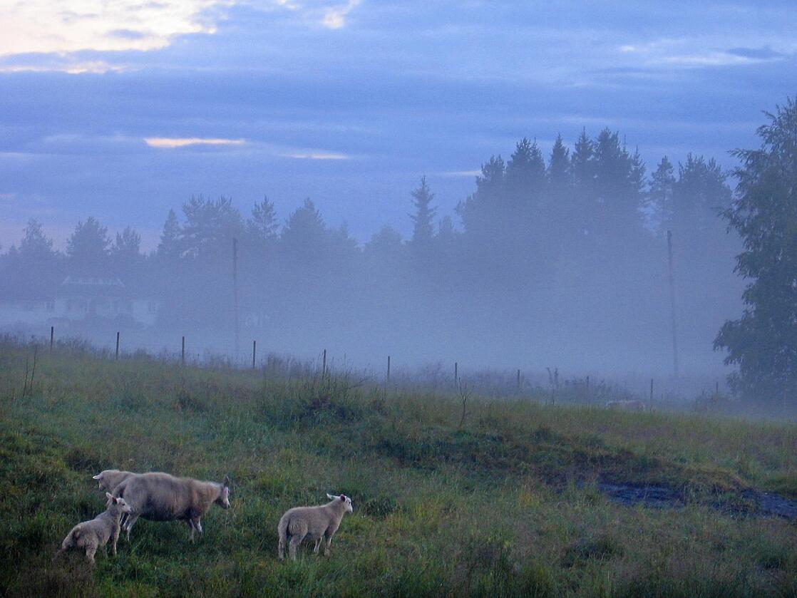 Nytenkning: Metodene for sauehold i Norge har vært relativt uendrete de siste 100–150 år, skriver kronikkforfatteren. Foto: Håkon Mosvold Larsen/NTB scanpix