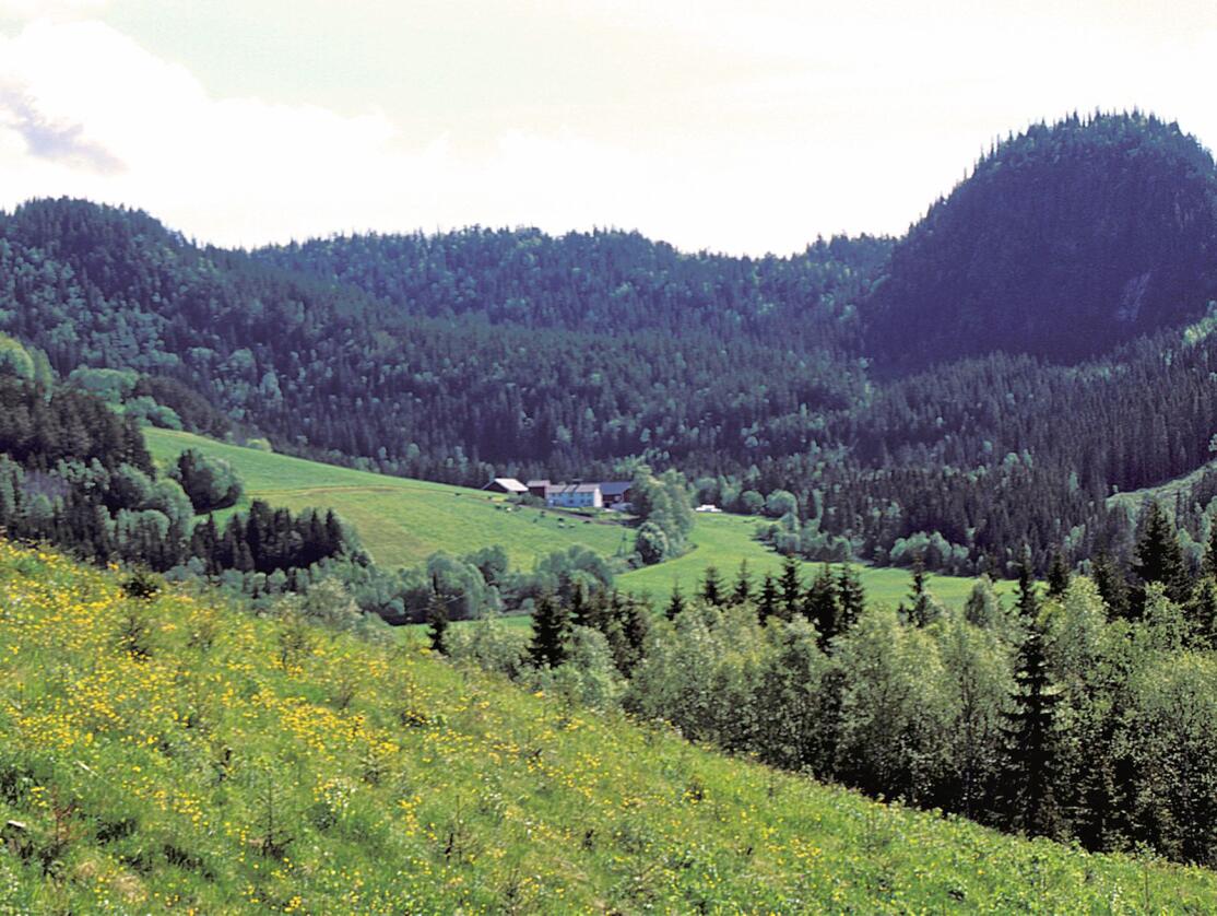 I 1992 kom det en tilskuddsorning for å plante trær på innmark som var ute av drift. Ordningen ble avviklet i 2002. 