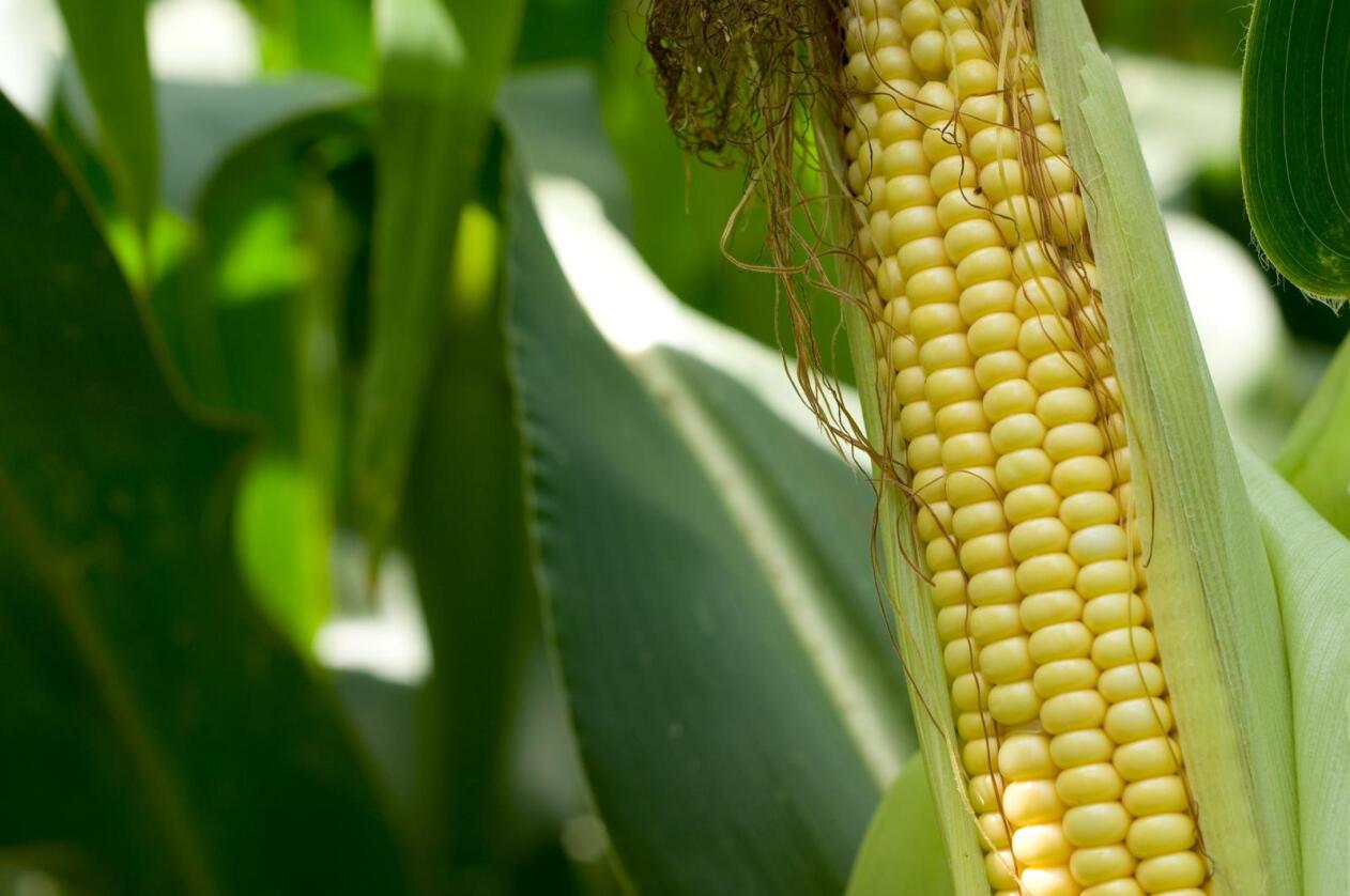 Miljødirektoratet anbefaler ja til import av GMO-mais, men anbefaler nei til dyrking. Foto: Colourbox