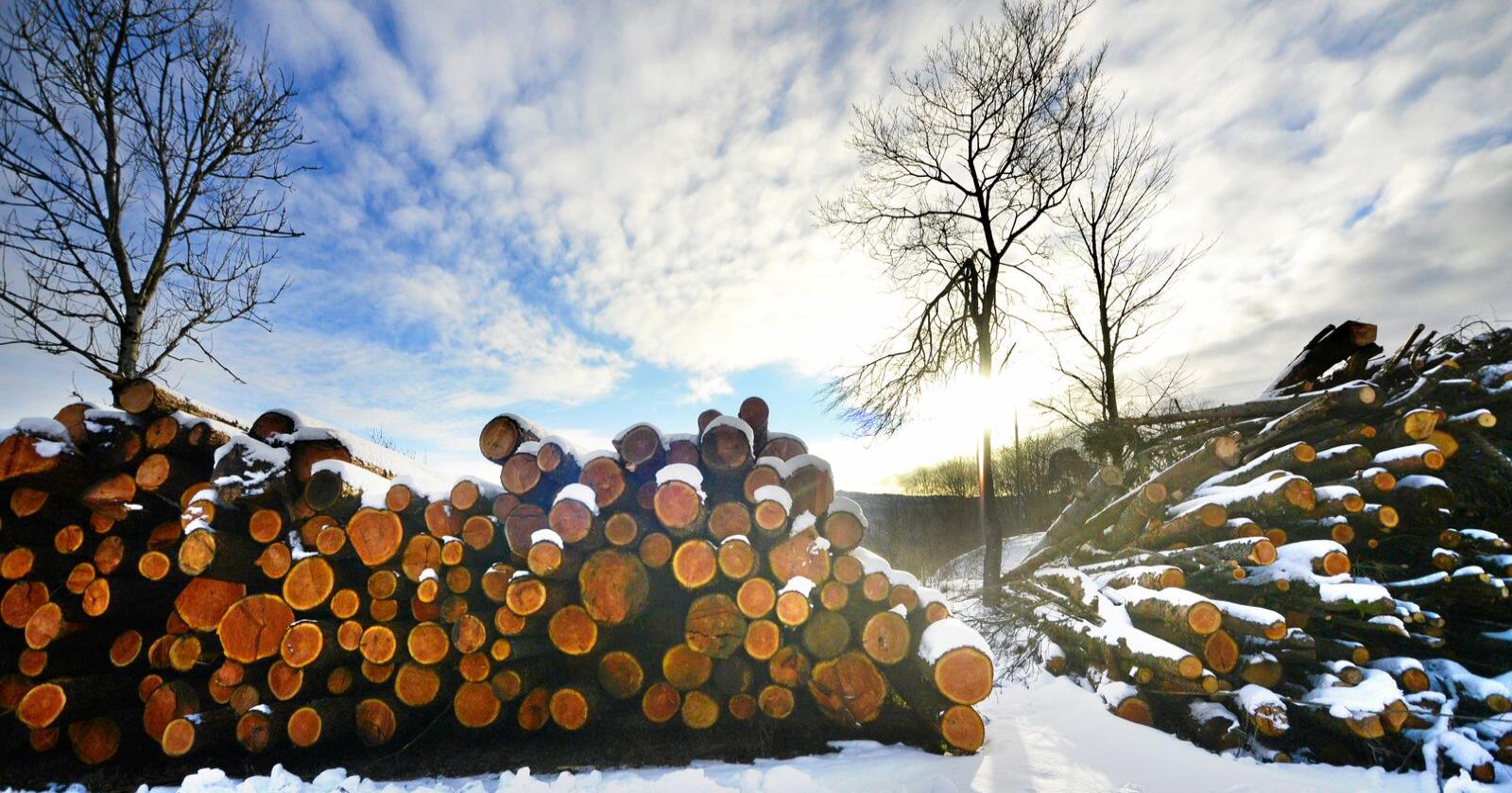 Tømmer: Ren råvareeksport er lite lønnsomt og svært sårbart da Norge blir et marginalmarked som må tåle store svingninger i pris, skriver artikkelforfatterne. Foto: Siri Juell Rasmussen