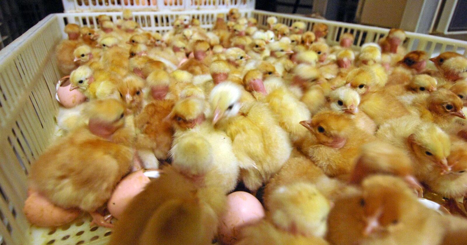 I Nederland er slaktet store mengder kylling og høns etter funn av fugleinfluensa av typen H5-typen. Foto: colourbox.fom