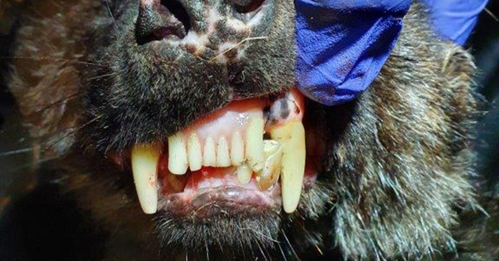 Jervekjeft: Det var tydelig tannslitasje hos den eldste jerven som ble undersøkt. Foto: Vegar Pedersen / Statens naturoppsyn