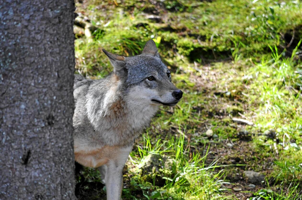 Regjeringen skal ha godkjent felling av ulv utenfor ulvesonen. Foto: Mostphotos