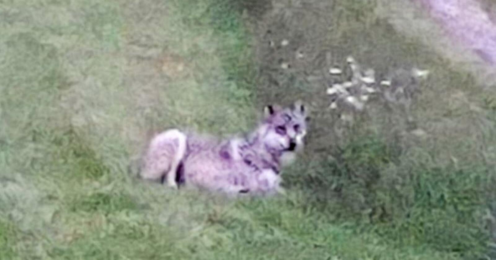 Denne ulven ble fotografert 400 meter fra Slettås sentrum tidligere i sommer. Foto: Ellen Haugsnes