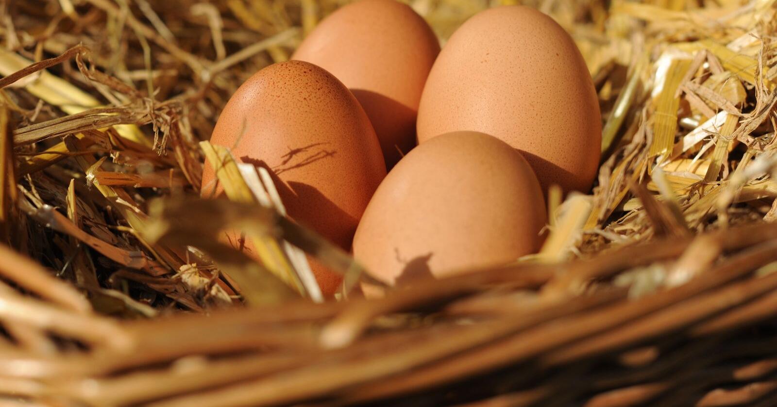 Kinesiske høner legger færre egg i varmen. Illustrasjonsfoto: Frank May / NTB