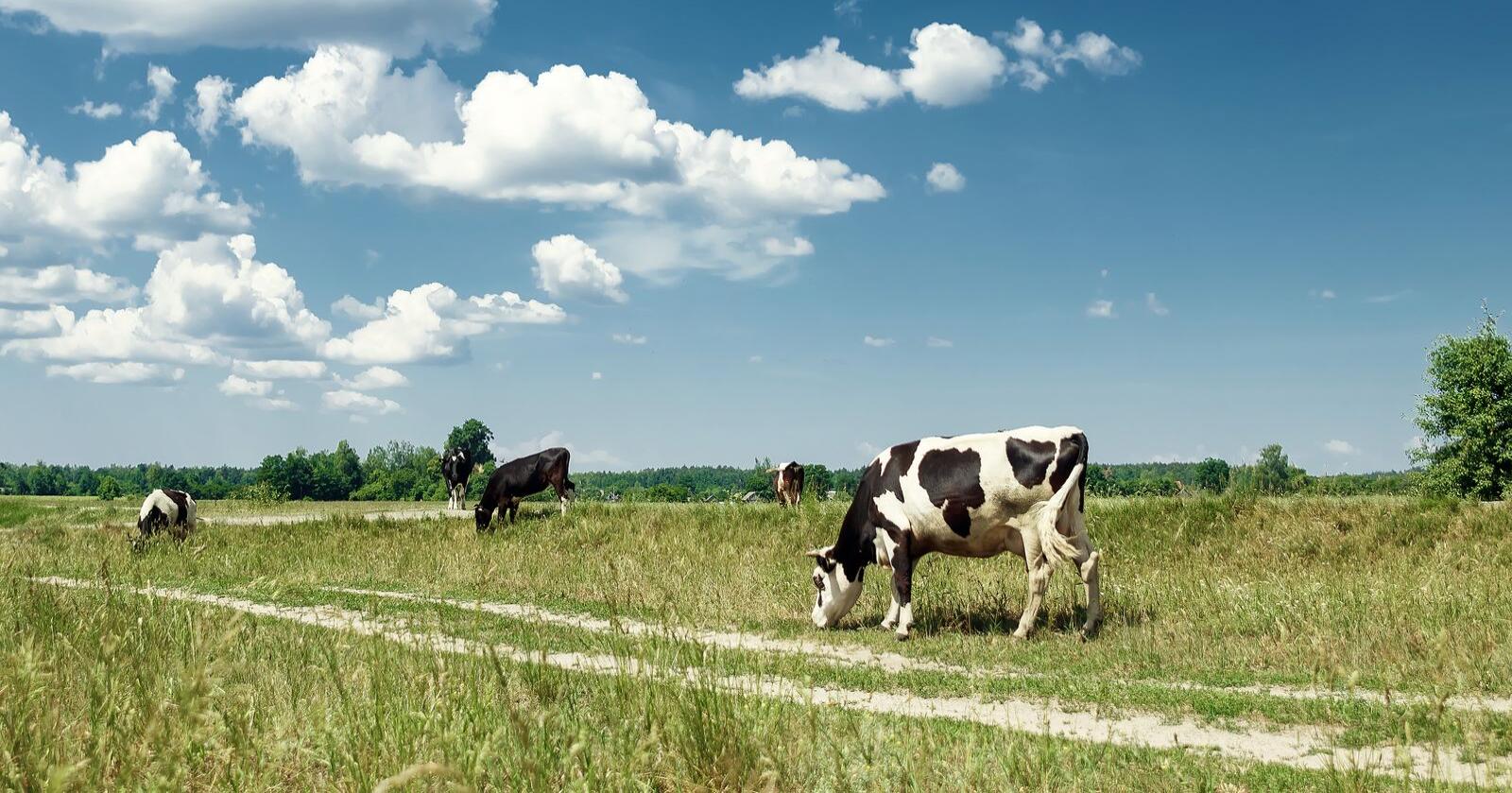 Dyrevernalliansen vil innføre et dyrevelferdstilskudd i landbruket. Foto: Alexander Marko/Mostphotos