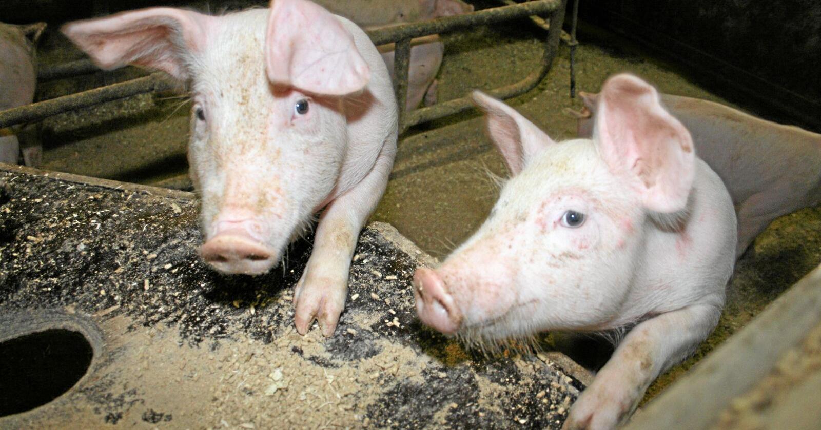 Svin: Nortura ventar underdekning av svinekjøtt i 2020. Foto: Bjarne Bekkeheien Aase