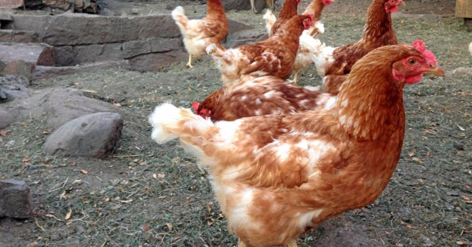 Høner som ikkje er redde for menneske legg dei største egga, viser ny forsking. (Foto: Kari Hamre / NPK)