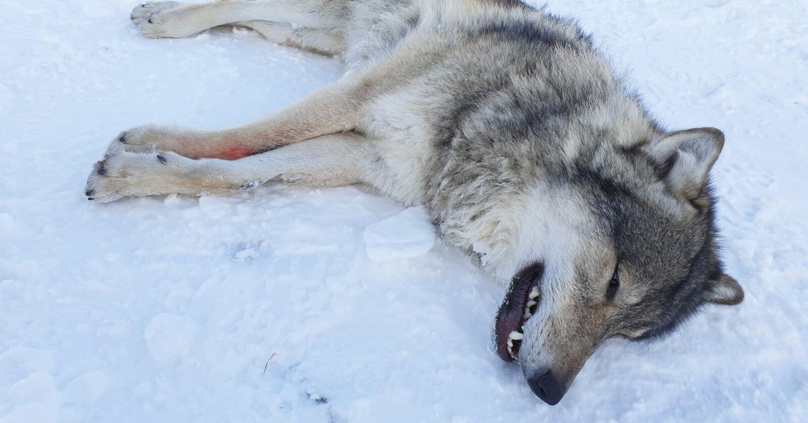 Alle operasjonene med Elgå-ulven har ifølge klima- og miljøminister Sveinung Rotevatn (V) kostet rundt 620.000 kroner i merkostnader. Foto: Statens naturoppsyn/Miljødirektoratet/NTB 