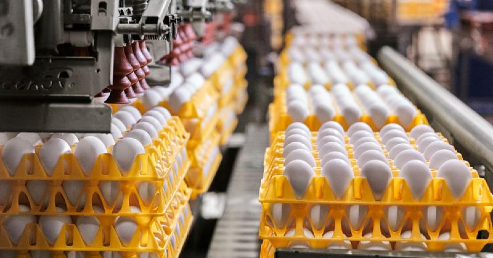 Prognosene tilsier at det fortsatt vil ligge 1700 tonn egg på lager når 2019 går mot slutten. Foto: Nortura/Øyvind Haug.