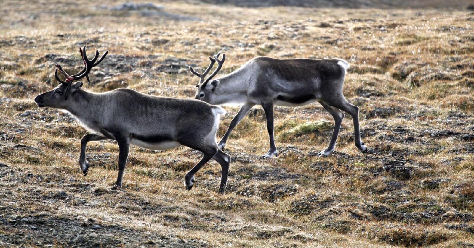 Klassisk skrantesjuke er den smittsomme varianten som vi tidligere har påvist hos villrein på Nordfjella og Hardangervidda. Foto: Mikael Breding/Mostphotos