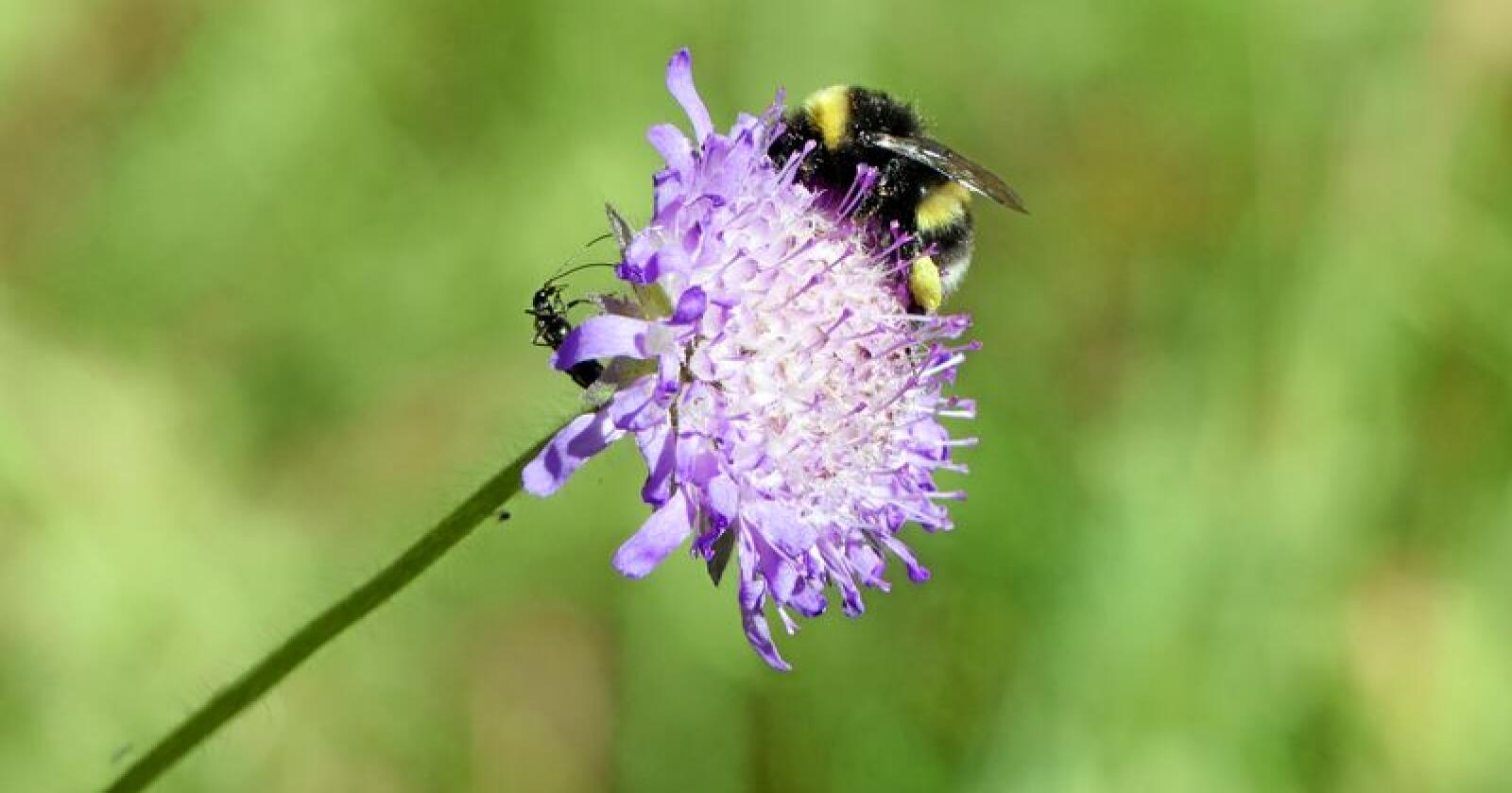 Matproduksjon: De siste 50 årene har verden fått en tredobling av pollinatoravhengig matproduksjon. Verdien er anslått til nesten 600 milliarder dollar (FN-rapport fra 2016). For mennesker over hele kloden vil færre pollenspredere kunne medføre alvorlige konsekvenser. (Foto: Ellen J. Svalheim)