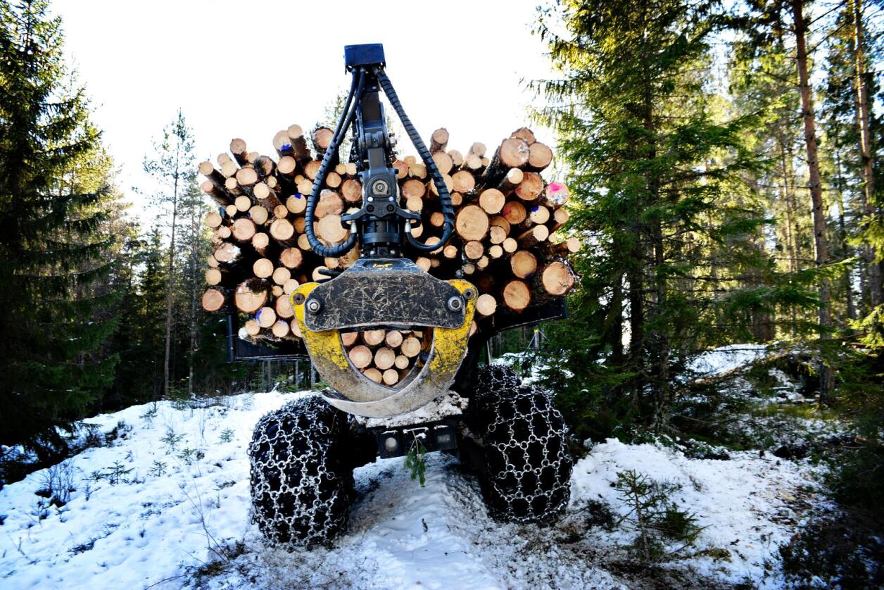 Skognæringen frakter 275.000 vogntog tømmer ut av skogen - hvert år. Med færre og større vogntog synker kostnadene. Foto: Mariann Tvete
