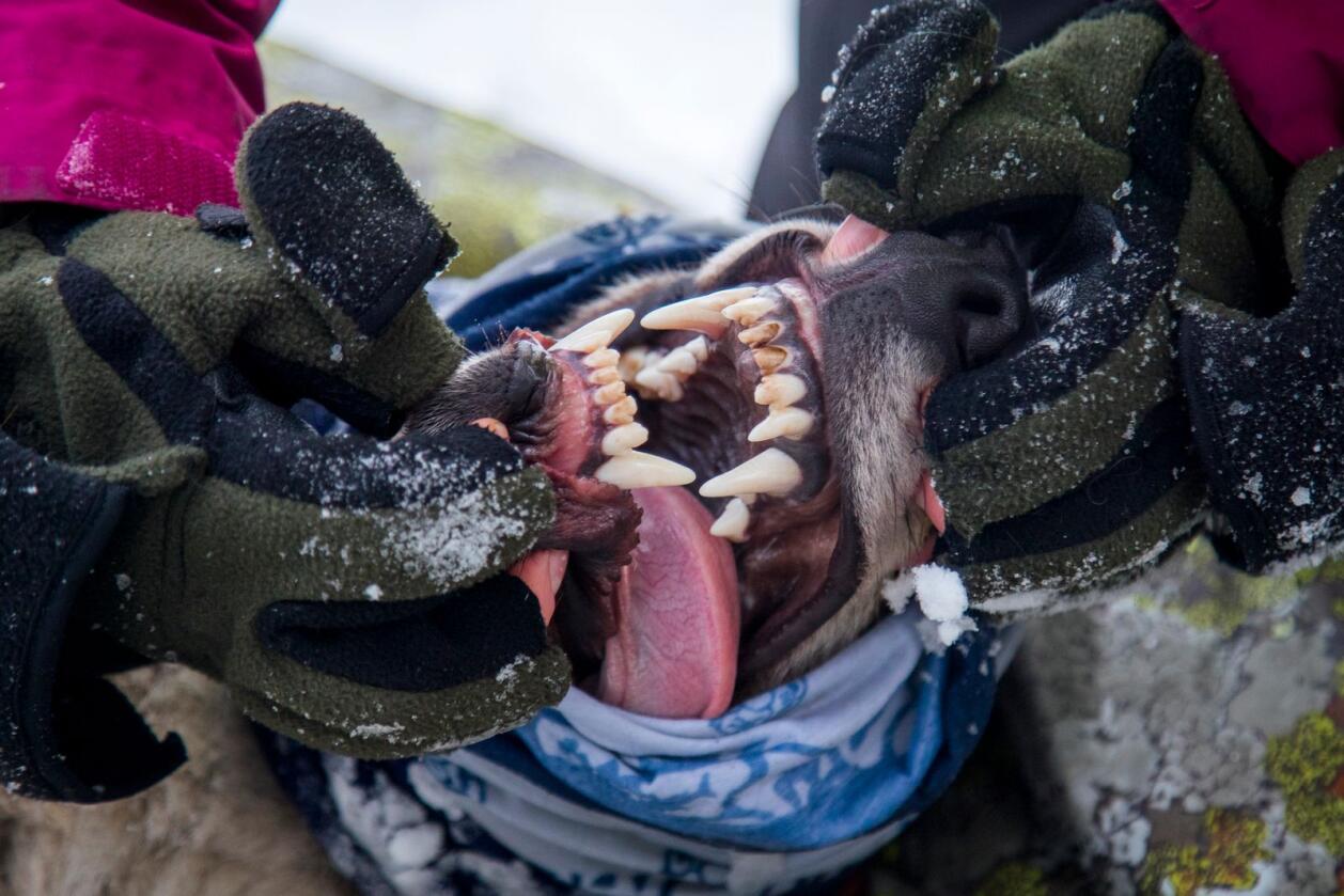 Ein ung hannulv er bedøva for å bli radiomerka. Forskarane nyttar høvet til å undersøke tennene til dyret. Foto: Heiko Junge / NTB