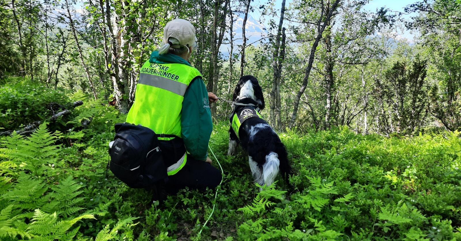 Kadaversøk: Bruk av hund kan øke funnprosenten ved rovdyrskader. Foto: Norske Kadaverhunder