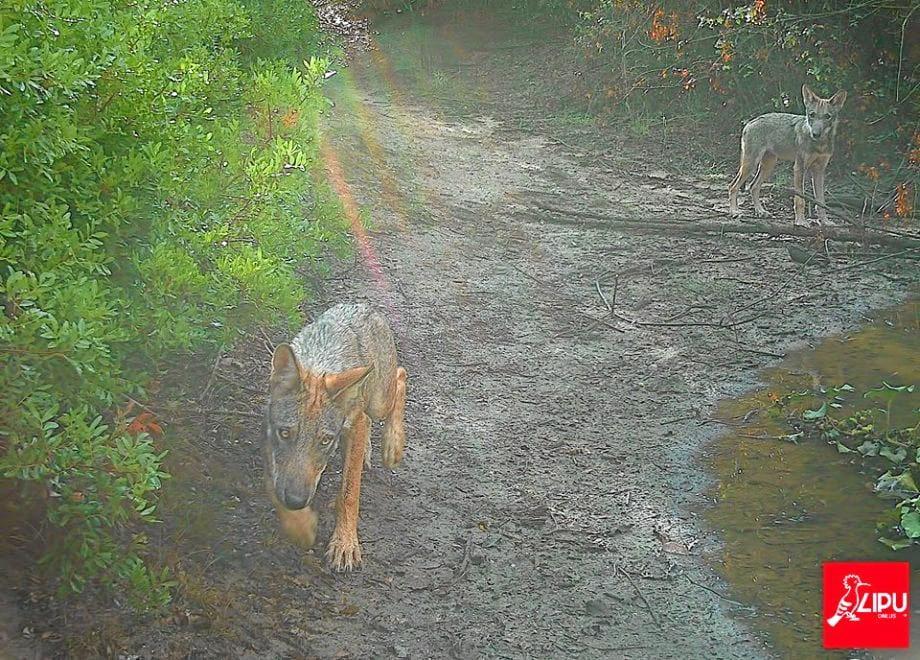 De første på 100 år: Disse ulvevalpene ble fanget opp at et viltkamera i nærheten av Roma den 25. september av fuglevernorganisasjonen LIPU. Foto: LIPU