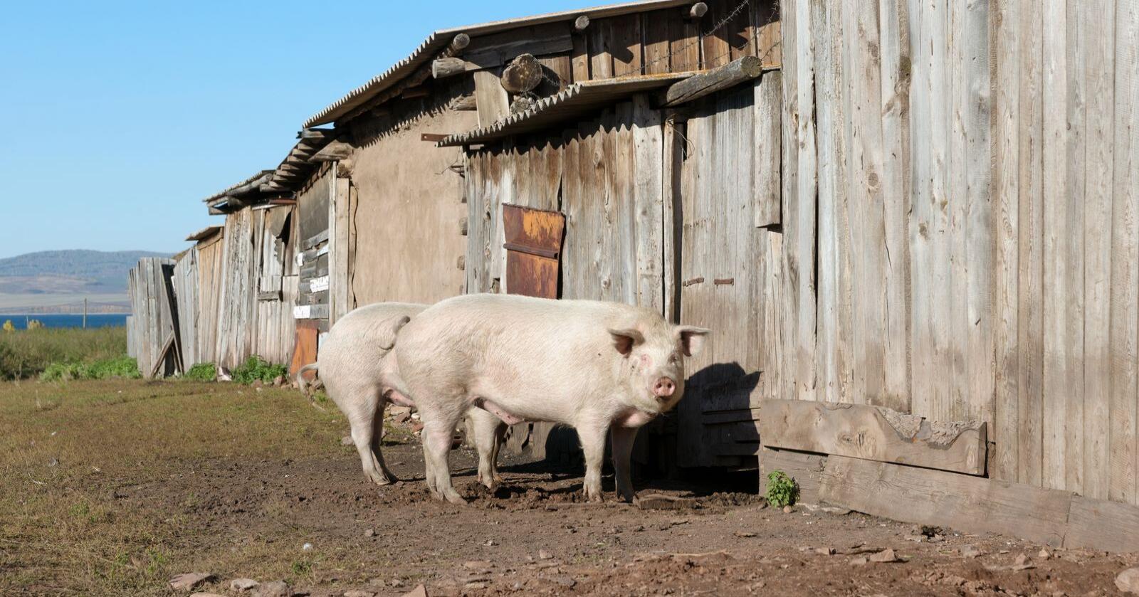 Det har så langt i år vært 80 tilfeller av svinepest i Russland, men først nå er det smitte i det industrielle landbruket. Illustrasjonsfoto: Mostphotos