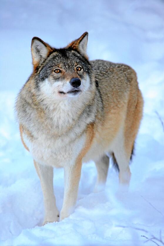 Svenskene har flere ganger så mye ulv som Norge, ifølge bestandstallene. Foto: Colourbox