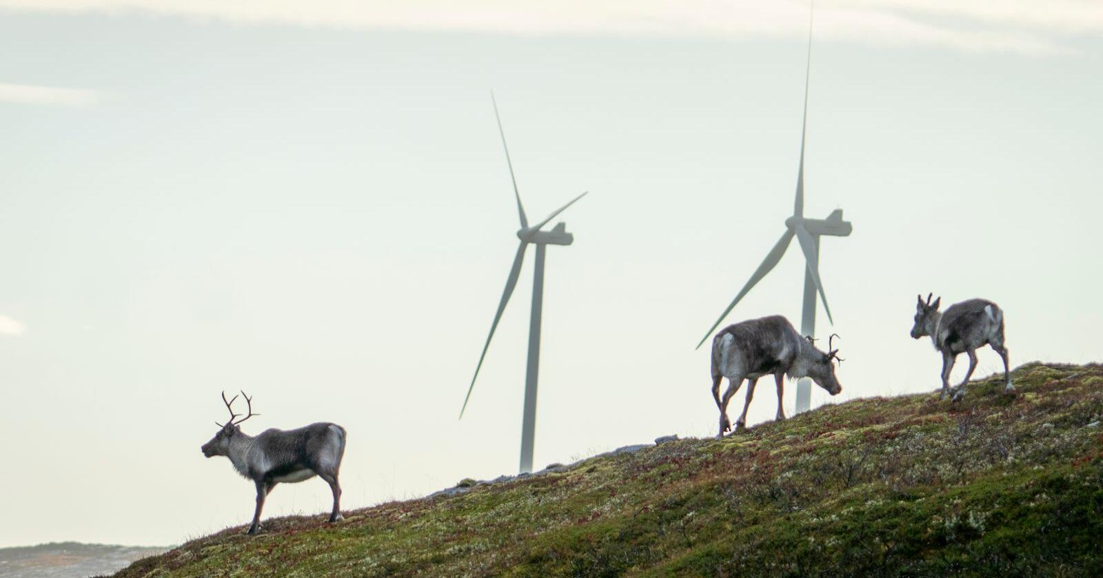 Reinsdyr vandrer rundt vindmøllene på Storheia vindpark i Trøndelag, som er den største av vindparkene i porteføljen til Fosen Vind. Foto: Heiko Junge / NTB
