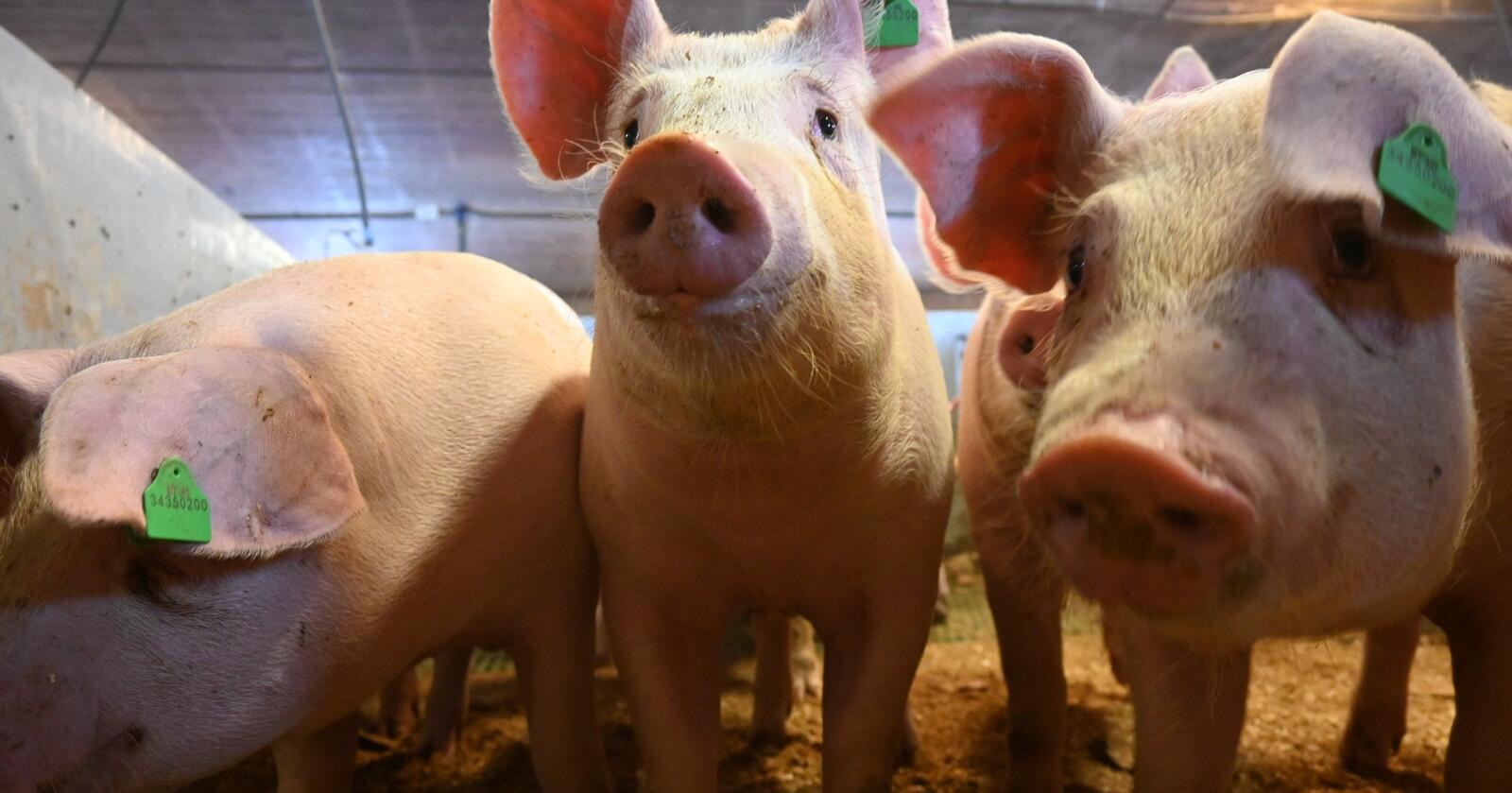 Kan gjærprotein være helsefremmende for gris? Ny forskning kan muligens peke i den retninga. Foto: Marit Glærum 