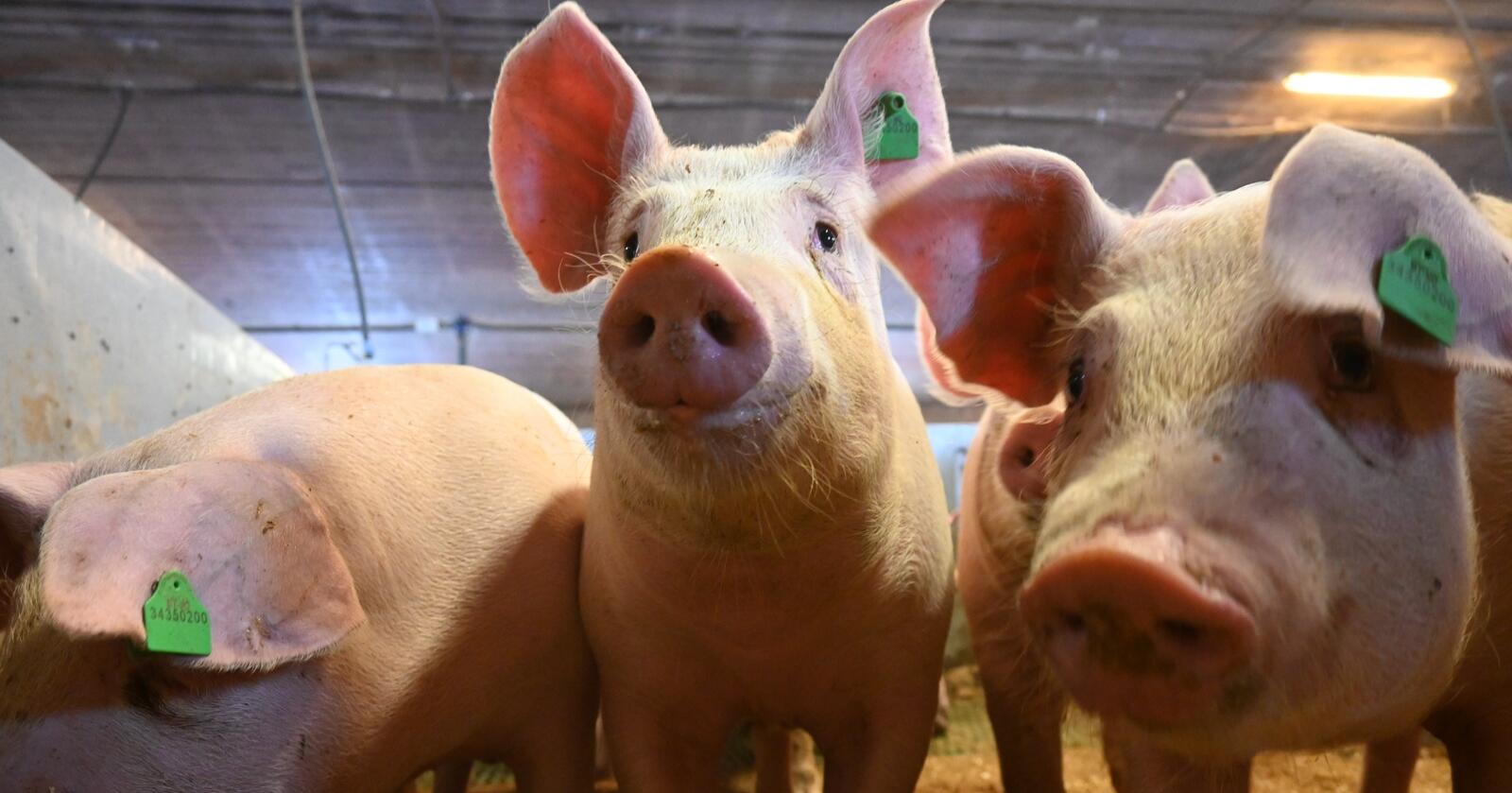 Fra målpris til volum: I årets tilbud foreslår staten å overføre svinekjøtt fra målprismodellen til volummodellen. Endringen vil ha virkning fra 1. juli i år. (Foto: Marit Glærum)