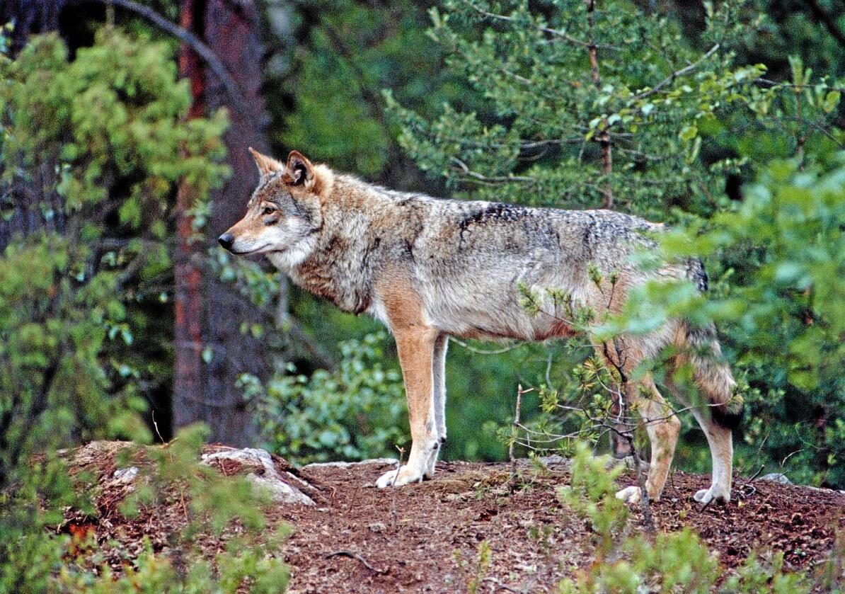 Øker: Antall ulver. Foto: NTB scanpix