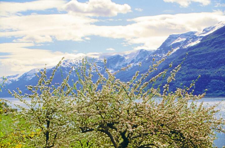 Vakkert syn: Fruktbløminga i Hardanger er eit flott syn. Forfattaren gler seg over at mange norske fruktslag har fått eit oppsving dei seinare åra. Alle foto: Finn Måge/Bilete frå boka