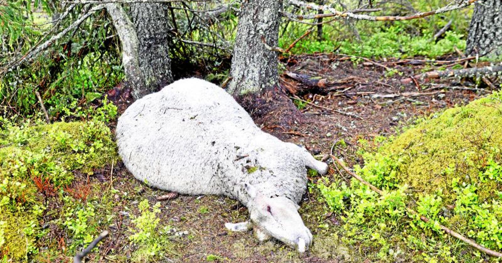 Gener: Ulvene som drepte sau i Hadeland i fjor, og den som tok sau i Nord-Østerdal i år, var begge svenske, og  dermed ikke gnetisk verdifulle. Foto: Mariann Tvete