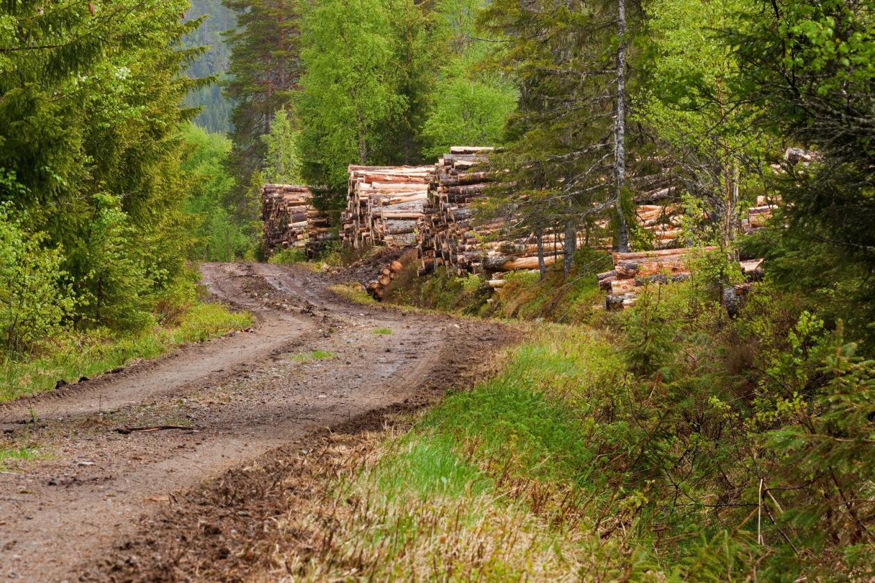 Tømmerlunne på skogsdrift i Bangdalen