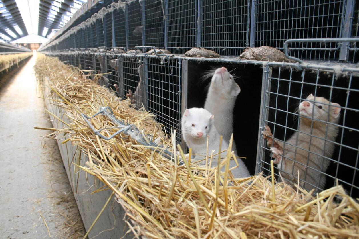 Stortinget vil forby gruppehold av mink - med mindre dyreholderen følger et dyrevelferdsprogram for minken. Det har næringa nå fått ansvar for å utarbeide. Foto: Bjarne Bekkeheien Aase