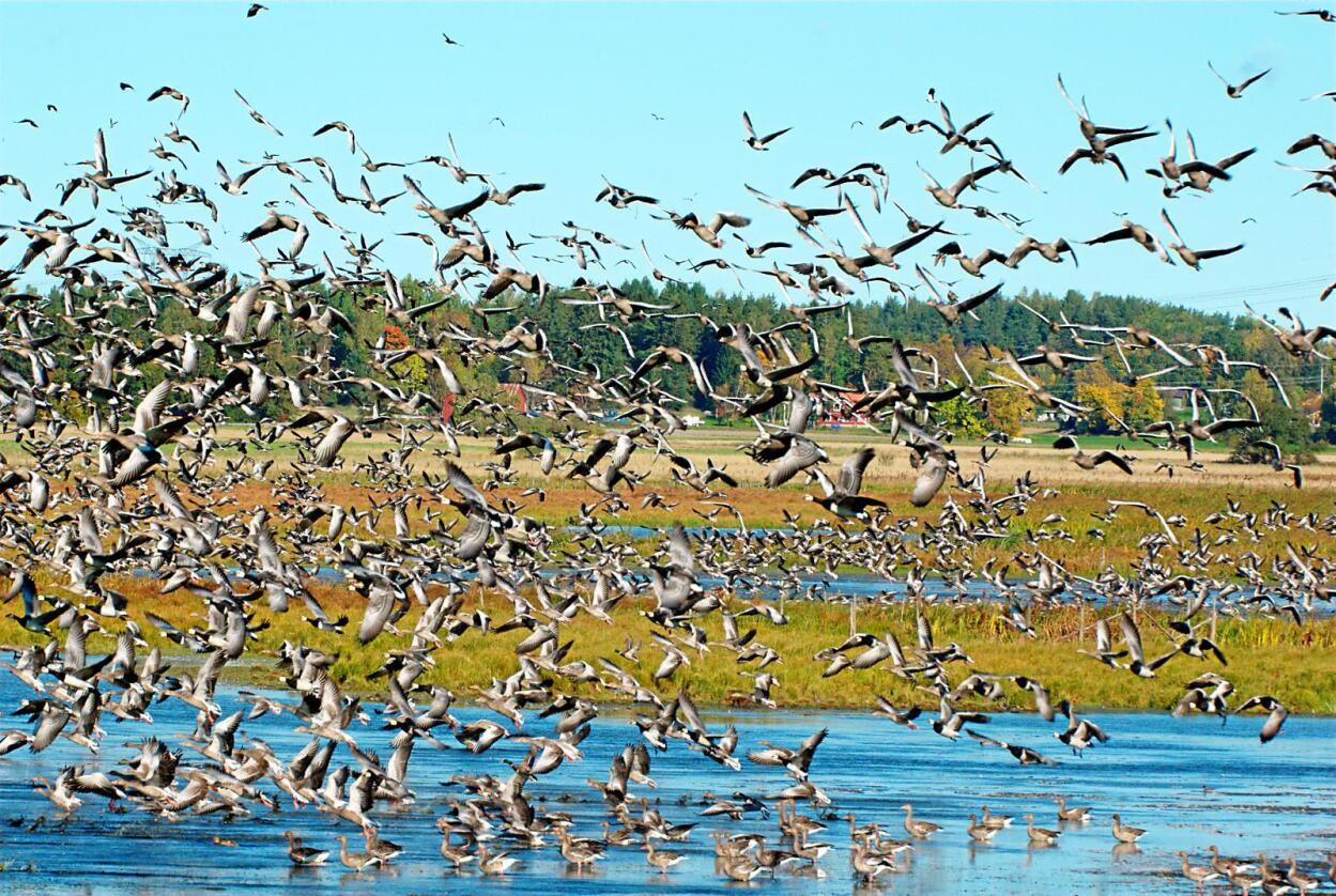 Store flokker: 600-700 grågås som slår seg ned på et jorde, er ikke uvanlig. Foto: Stefan Berndtsson / flickr